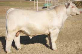 Farms. HF Mary Ann 1742 was at the side of her dam this past summer winning their class at the Junior National in an extremely tough Cow/Calf Division.