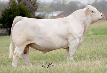 show look. She only keeps getting better with time. WC Milestone 5223 was sold in the 2016 Wright Charolais Bull Sale for $125,000 and is becoming one of the most popular sires in the breed.