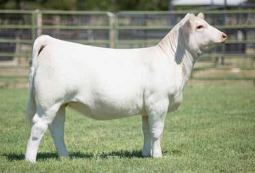 Doonan Cattle Company - Show Heifer & Embryos 19 DCC MS VALENTINA 1802 2/14/2018 EF1258845 Selling ½ Interest or double the bid and take 100%.