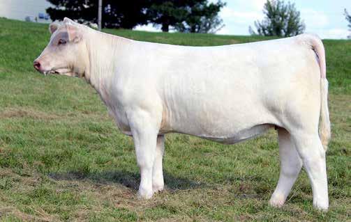 Zehnder/Waage & Wild Indian Acres- Show Heifer J&J Angelina 660 Full sister to Lot 20 Lot 20 3R s Angelina 343A ET Dam of Lot 20 WDZ WIA ANGELINA 877 20 3/3/2018 EF1258890 S LT RUSHMORE 8060 LD CCC