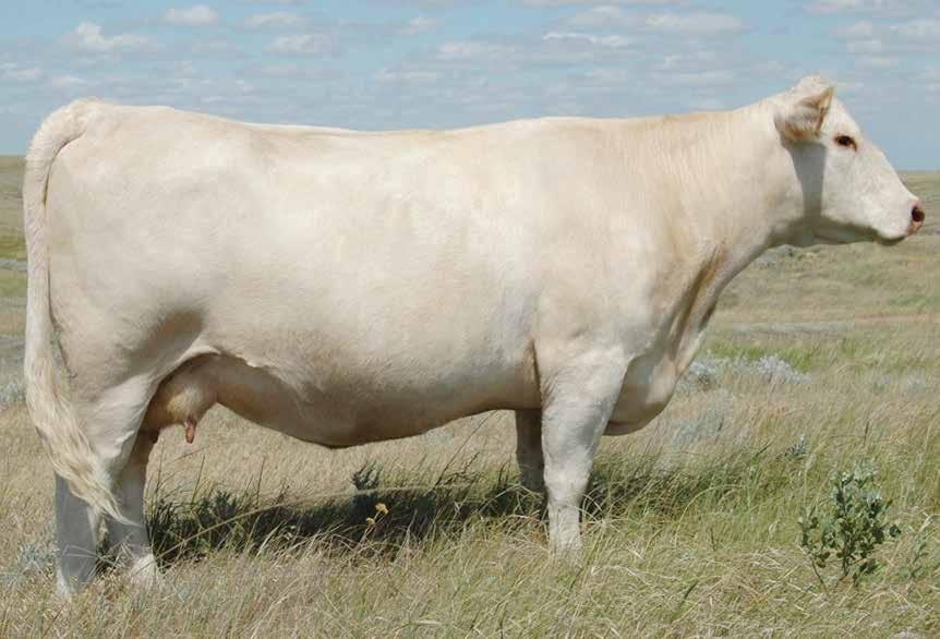 Grand Hills Cattle - Choice of ET Open Heifers 2 Selling ½ Interest in Choice of ET Daughters out of LT Brenda 6120 ld LT Brenda 6120 ld Likely the only opportunity to own a daughter of LT Brenda