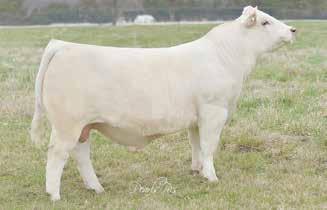 Cody Cattle Company - Choice of Herd Selling ½ Embryo Interest in any solely owned CCC Female 3 Cody Cattle