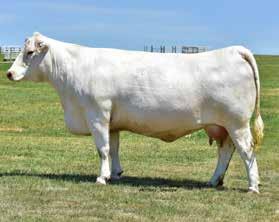 J&J Angelina 660, 2018 Junior National Grand Champion Bred & Owned and Grand Owned Show also, Sired by