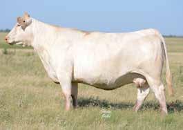 Baldridge Sweetheart 7M One of the premier donors in the breed!