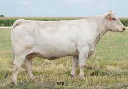 M&M Ms Stealth 8512 ET, The high-selling donor in the M&M Dispersal and maternal sister to 7M Three Rushmore