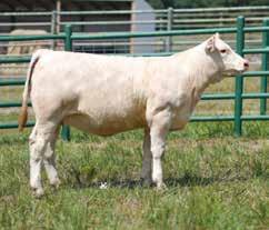 Satterfield Charolais - Choice of Open Heifers 4 Selling 1/2 Interest in Choice of