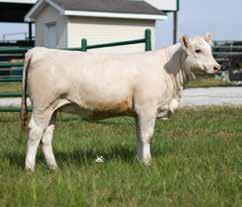 0155 How often do you get the opportunity to go into an elite breeders herd and