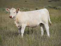 Hubert Charolais Ranch - Choice of Open Heifers Selling Choice of 2018 Heifer Calves sired by LT yramid 6164 ld.