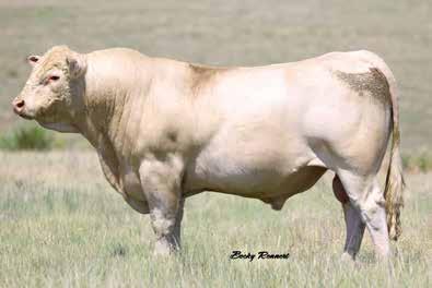 In fact, Brent Thiel bought a 1/3 interest back later. His dam was the L-T Ranches Choice of the Herd from Hebbert Charolais in Nebraska. Was she a dandy?
