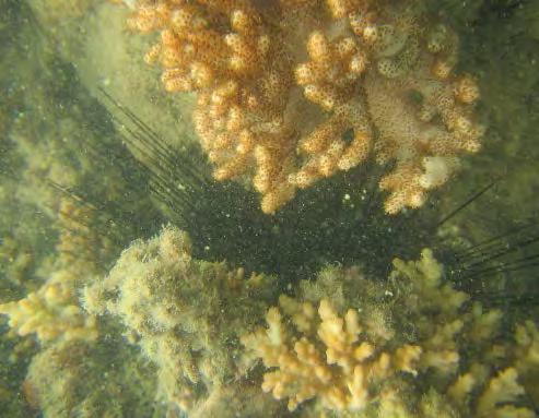 The abundance of macro algae increased from 1 count to 4 in the most recent surveys, with Turbinaria the most commonly observed. No other algae was recorded.