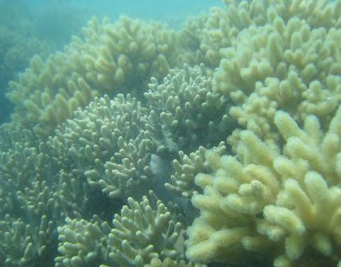 Hard coral was found to decrease by 3% since the previous year, and now covers 14% of the substrate.