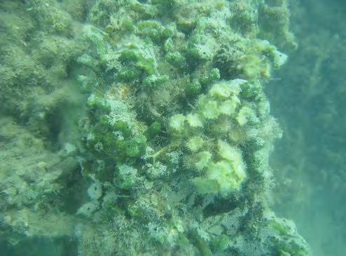 1 9 8 7 6 5 4 3 2 1 Substrate composition 213 214 Hard coral Nutrient indicator algae Other Rubble Rock Rock with coralline algae Rock with turf algae Recently killed coral Soft coral Sand Silt