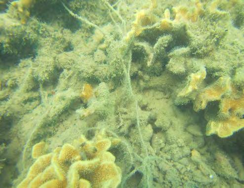 was performed for the first time in 214. Giant clams (all burrowing) were the only indicator invertebrate recorded, with a total of 82 individuals observed on transect.