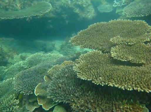 Changes in hard coral composition (as viewed below) are important to monitor, as some corals are more resilient to impacts than others.