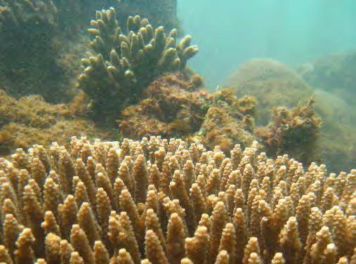 Coral trends Hard coral cover has shown a decreasing trend, averaging an 11% decline per year.