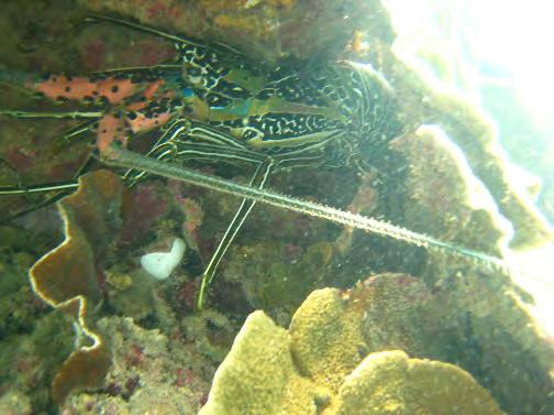 3 25 2 15 1 5 of silt Geoffrey Bay, lobster, 27 Geoffrey Bay, moray eel, 21 Geoffrey Bay, coral bleaching, 211 Geoffrey Bay, coral damage, 211 Invertebrates An invertebrate survey was