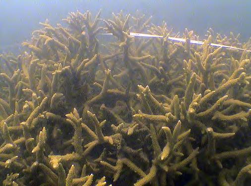 Middle Reef, hard coral branching, 25 Middle Reef, site photo, 27 Middle Reef, turf algae, 29 Middle Reef Middle reef is a shallow site, and is located in Cleveland Bay, 2km off the coast of