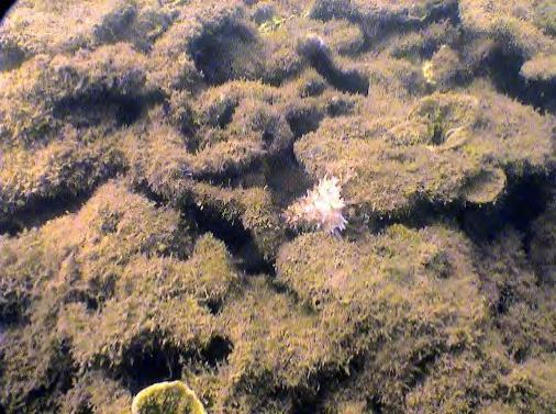 Middle Reef, macro algae, 214 When surveys began in site 1 in 22, half of the substrate (5%) consisted of rock with