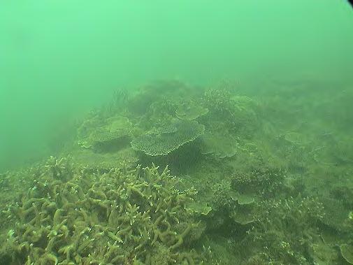 On average, both sites have shown a 5% decline of hard coral cover, since surveys began in 23.