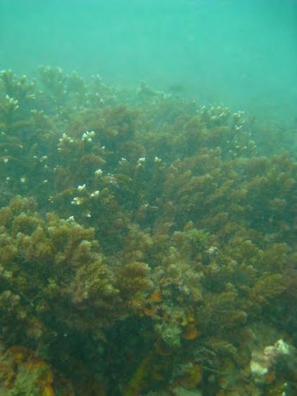 However, this has declined in the latest 214 survey, and the substrate is now equally composed of hard coral,