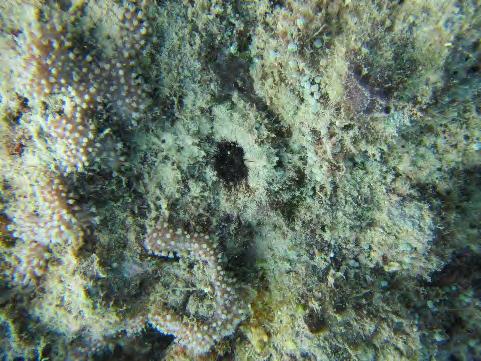 A high abundance juvenile burrowing urchins were also noted, however are not a RCA indicator
