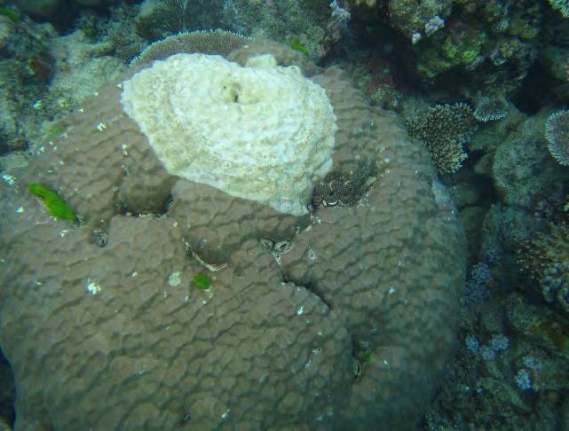 Norman Reef, burrowing urchin, 212 Invertebrates Giant clams were the only RCA
