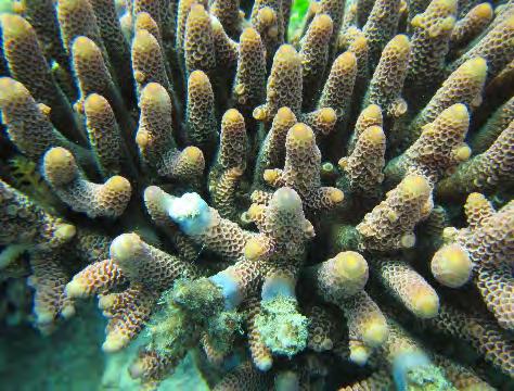 coral bleaching only affected1% of the coral population.