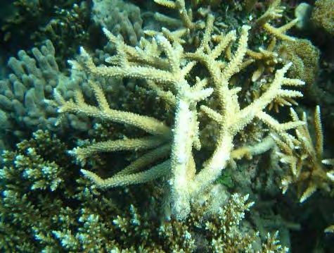 Coral damage due to unknown causes had the largest impact on hard corals in the 214 survey, with a