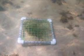 Seagrass Transplanting Phase Manatee grass transplanted in large sods (20 cm x 20 cm) 1,200