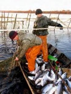 Challenges and Opportunities - Fisheries major reductions in fishing effort in part reflecting