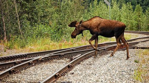 7. A 620.-kg moose stands in the middle of the railroad tracks, frozen by the lights of an oncoming 10,000.-kg locomotive that is traveling at 10.0 m/s.