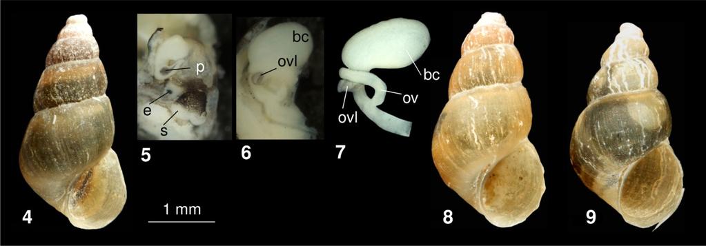 Etymology: Named after Karl-Otto Nagel who collected the new species. Description: The horn-colored shell with 5.5 (6.5; see: Remark) slightly convex whorls with a deep suture.