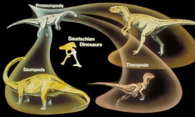0265 Weight = 2786 + 13652TypeSaurischian Type of dinosaur is a categorical variable with two levels: Ornithischian and Saurischian For Ornithischian dinosaurs: plug in 0 for TypeSaurischian For