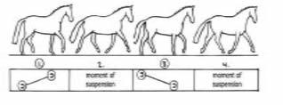 The rider allows the horse to lengthen the frame and to gain ground whilst controlling the poll, The fore feet should touch the ground on the spot towards which they are pointing.