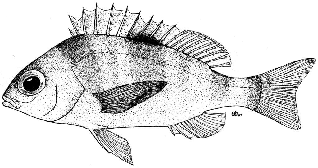Synonyms: Parascolopsis jonesi Talwar (1986). FAO Names: En - Smooth dwarf monocle bream. Fr - Mamila lisse. Sp - Besugato liso. Fig. 117 Diagnostic Features: Body depth 2.5 to 3.