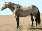 Stallion - Badgers Lil Dude (Michigan) FQHR Stallion Chisums JonnyBobtail (Oklahoma) FQHR Stallion HVQ