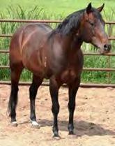 Ribbon Sponsors Stoney Creek Quarter Horses (989) 433-2925