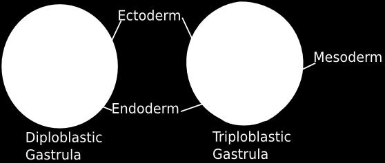 2. Number of germ layers (embryonic tissues from which more specialized tissues develop) Layers : 1. Endoderm is inner layer of cells. It gives rise to digestive tract 2.