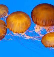 Cnidaria - Jellyfish, Sea
