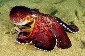Mollusca Snails,