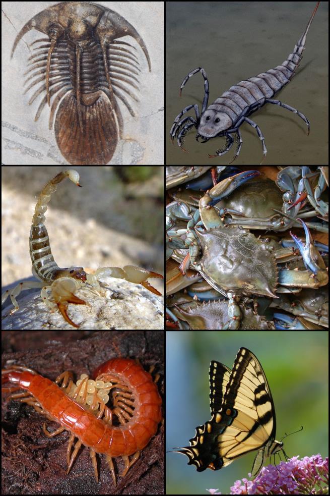 Arthropoda Ex: Insects, Spiders, Crab, lobster, Butterflies Bilateral symmetry Mostly Sexual reproduction