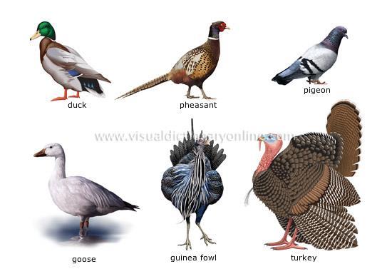 6. Aves Includes all birds. Lungs have the highest surface area.