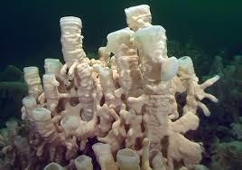 Although individual glass sponges are found across the world, glass sponge reefs have only been found here in the Northeast Pacific.