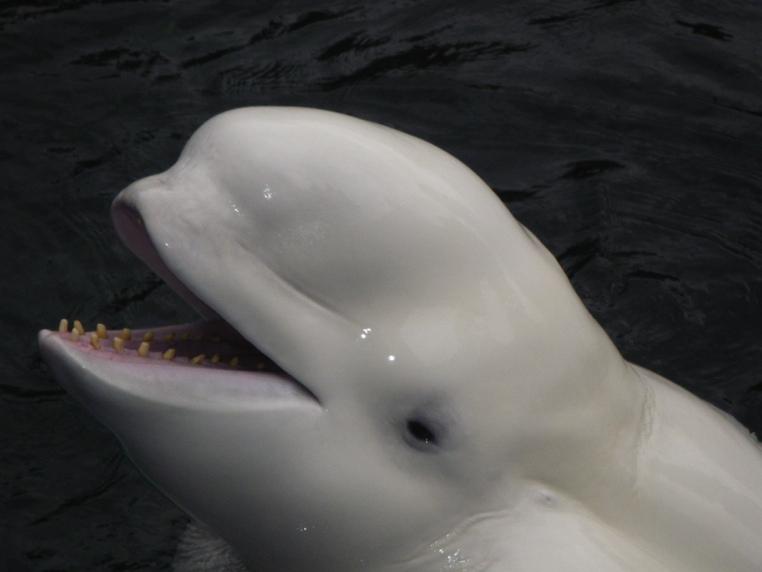Cetacean species in captivity at the Vancouver Aquarium Belugas 6 facilities in North American