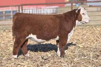 30 $422$108 NJW 135U 10Y Hometown 73C, aka Ned, is a bull we picked to add strong maternal traits to our herd while keeping a balanced ED profile.