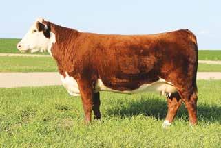 We choose 3373 to add a shot of Revolution and Trust genetics into our program as an outcross mating. Specifically in our herd, he added growth and carcass traits that are unprecedented!