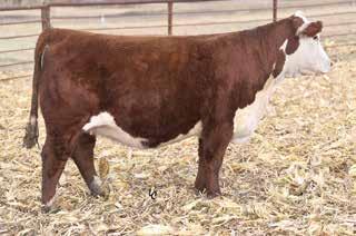 3 111 1.6 1.6 80 0.015 0.61 0.38 $392$107 Another excellent heifer bull prospect out of 66128 and a beautiful uddered DiMaggio daughter.