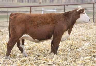REGISTERED BRED HEIFERS We encourage you to study the videos on these females, they are from the heart of our replacement pen and we are excited about what they can do for you.