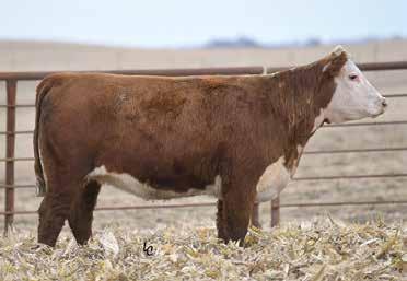 They were also given BoviShield Gold F 5VL5 before breeding. We ask that these heifers be picked up before February 1, 2019.