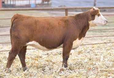 Lot 61 offers the key cow components of body and structure necessary to equate to an attractive, productive cow with an outstanding ED spread. TO 1% CW, REA. 5% BMI, CHB. 10% YW, SCF, MARB.